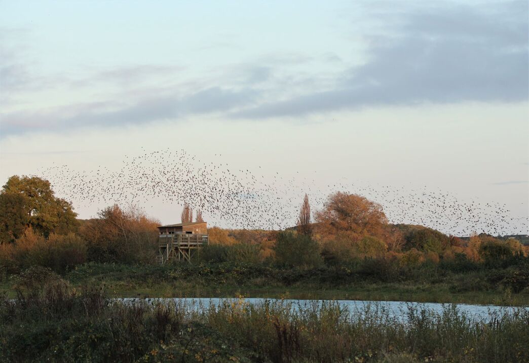 attenborough-nature-centre-and-reserve-nottinghamshire-wildlife-trust